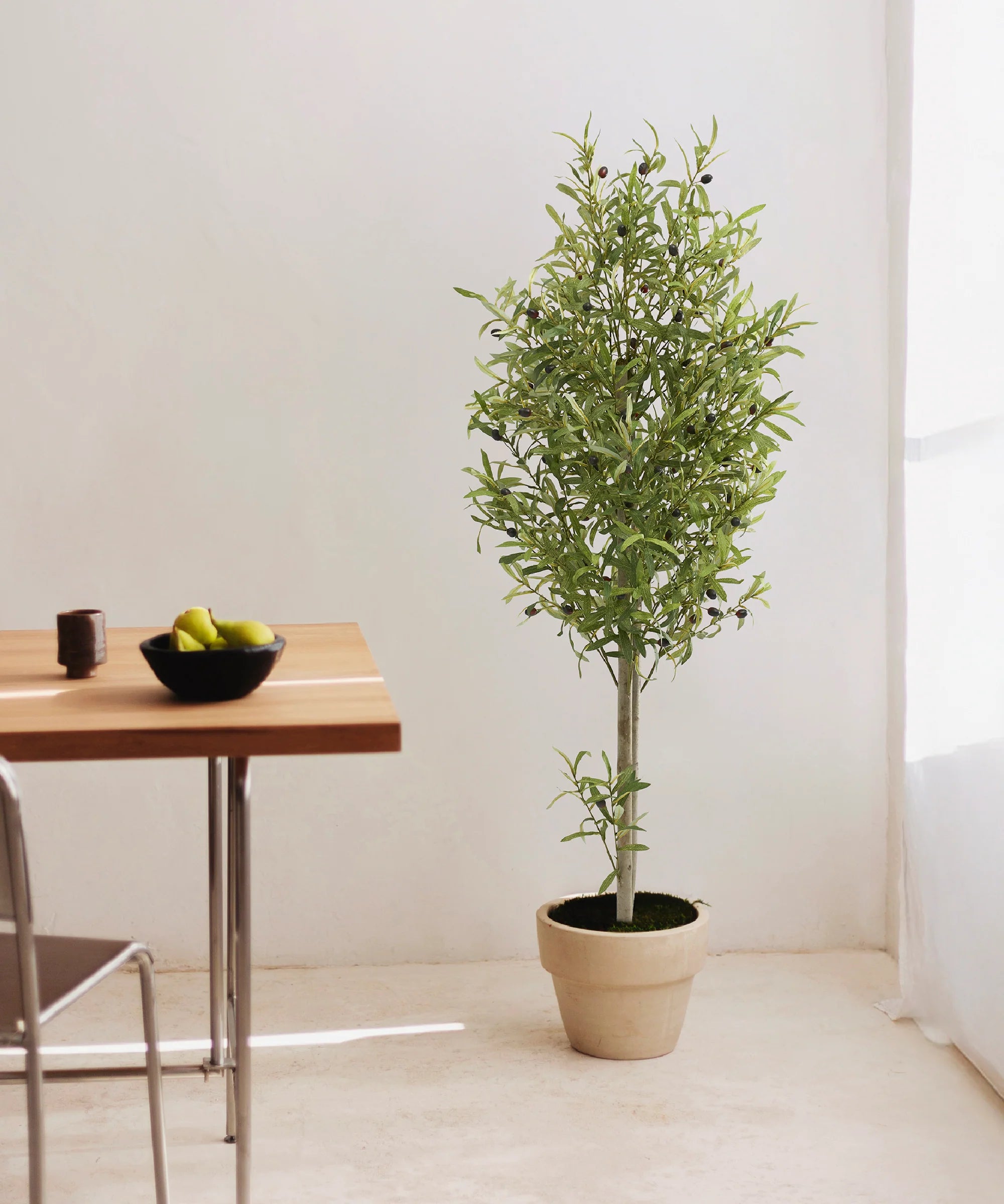 Olivo Collection
