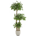 Ficus Copas MAIA SHOP