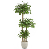 Ficus Copas MAIA SHOP
