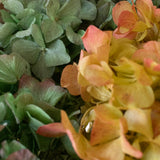 Ramo de Hortensias Preservadas