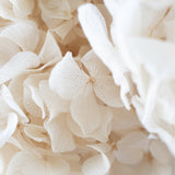 Ramo de Hortensias Preservadas