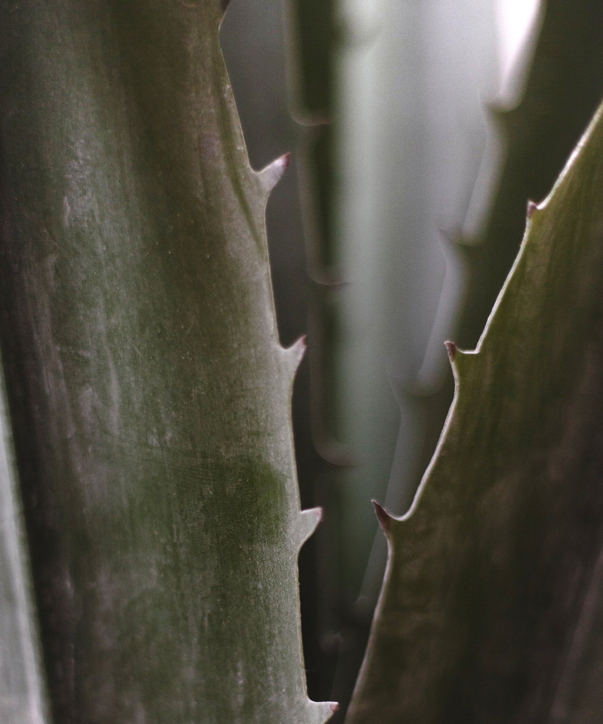 Agave Artificial MAIA SHOP Detalle