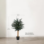 Árbol Eucalipto Preservado Baby 100 cm medidas