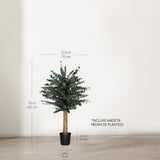 Árbol Eucalipto Preservado Baby 100 cm medidas