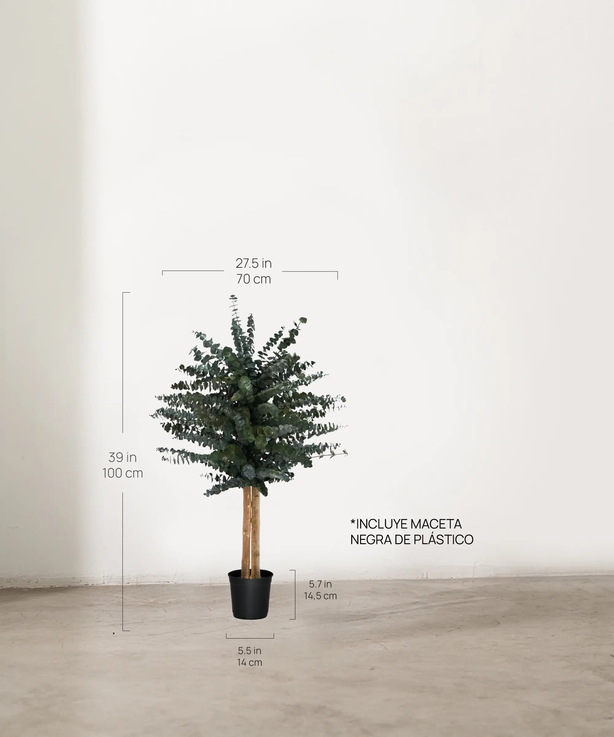 Árbol Eucalipto Preservado Baby 100 cm medidas