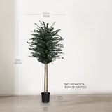 Árbol Eucalipto Preservado Baby 150 cm medidas