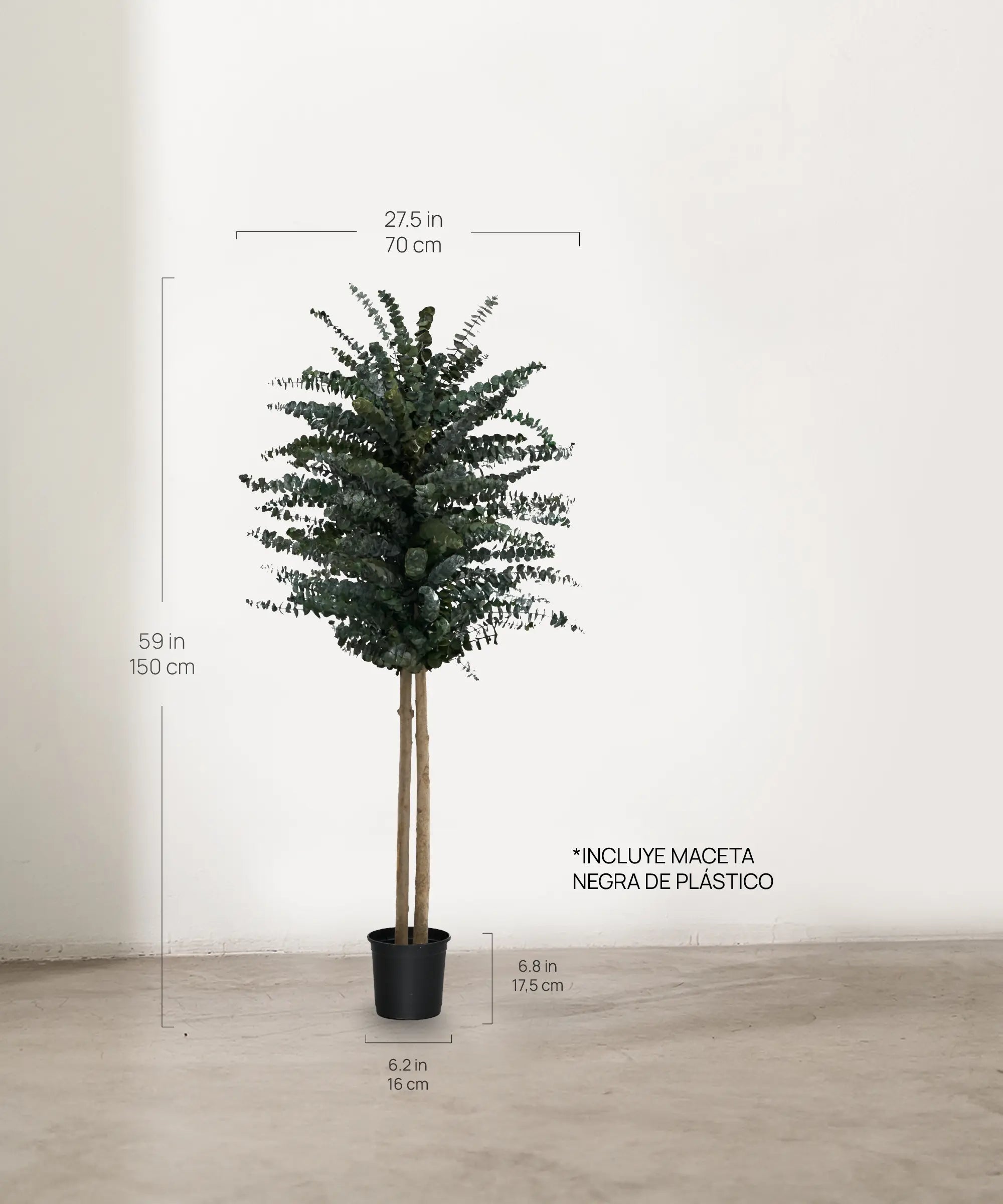 Árbol Eucalipto Preservado Baby 150 cm medidas