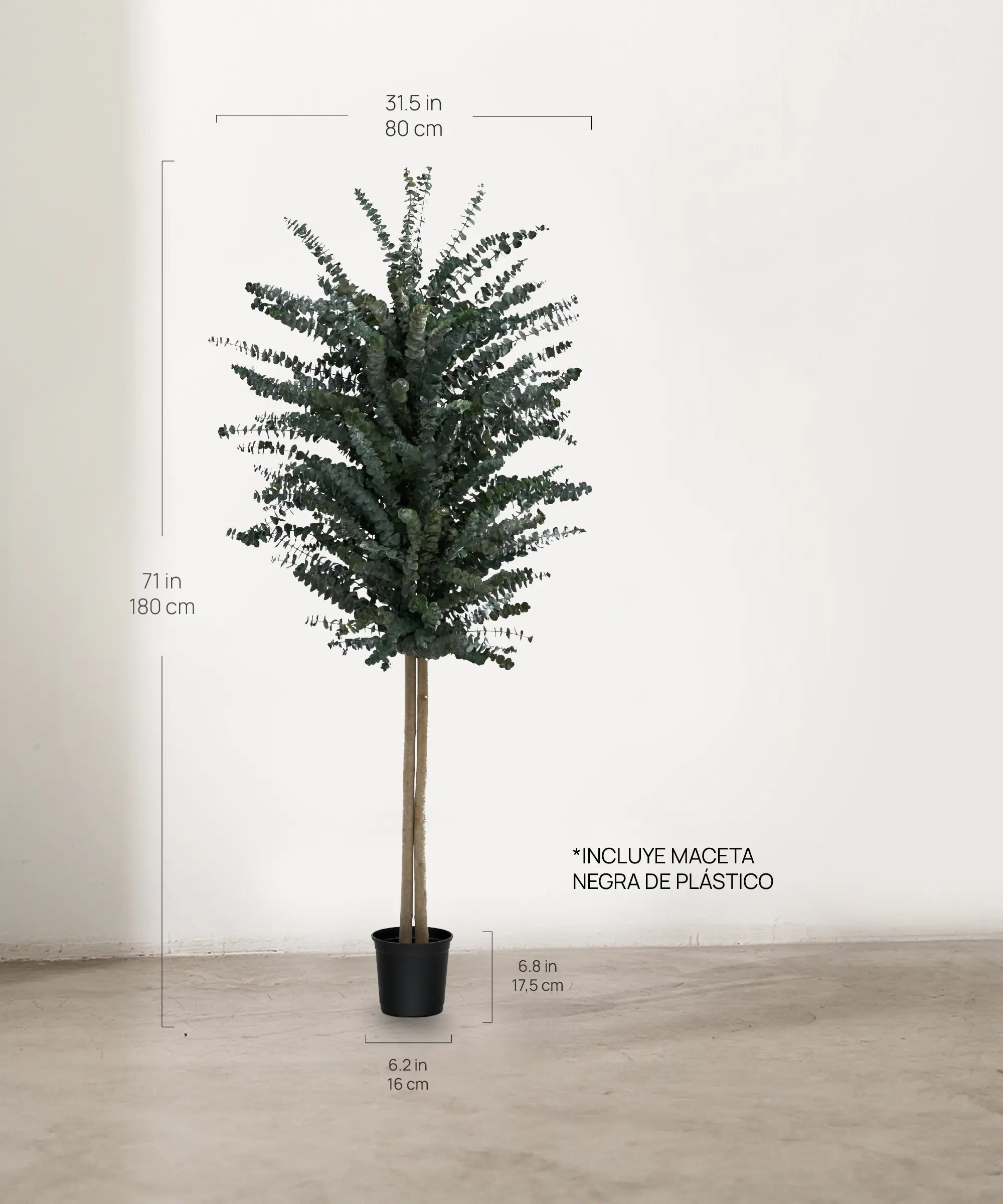 Árbol Eucalipto Preservado Baby 180 cm medidas