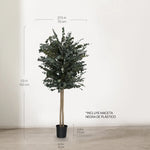 Árbol Eucalipto Preservado Essential 180 cm medidas