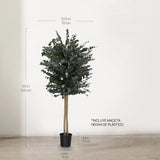 Árbol Eucalipto Preservado Essential 180 cm medidas