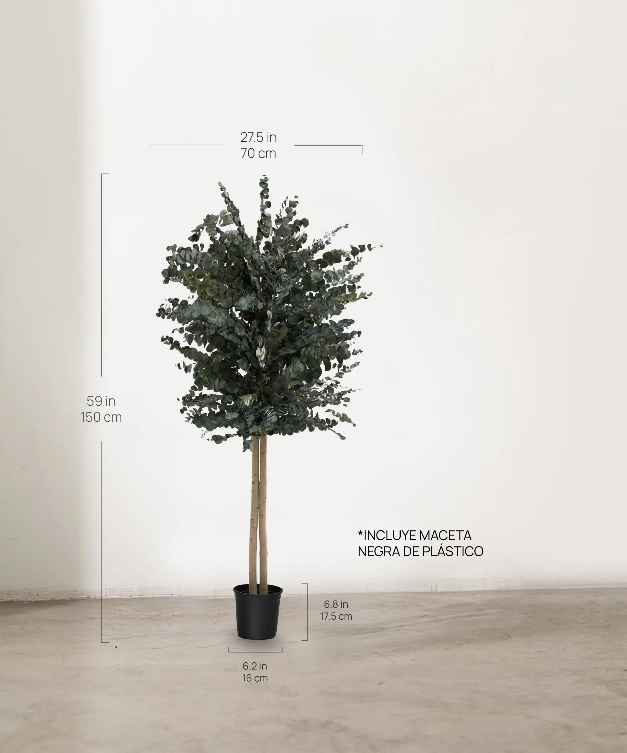 Árbol Eucalipto Preservado Essential 180 cm medidas