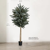 Árbol Eucalipto Preservado Essential 180 cm medidas
