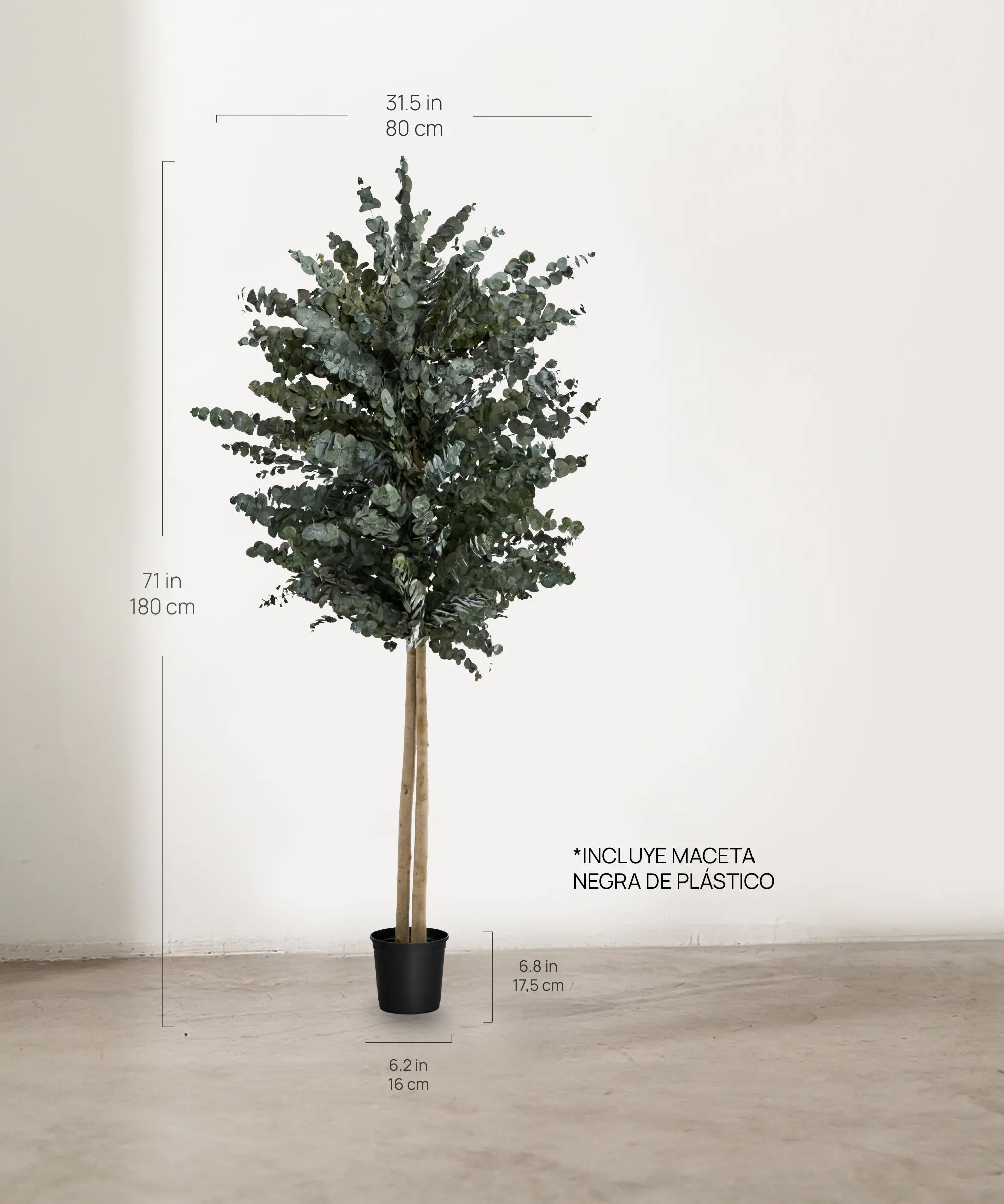 Árbol Eucalipto Preservado Essential 180 cm medidas