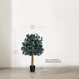 Árbol Eucalipto Preservado Round 100 cm medidas