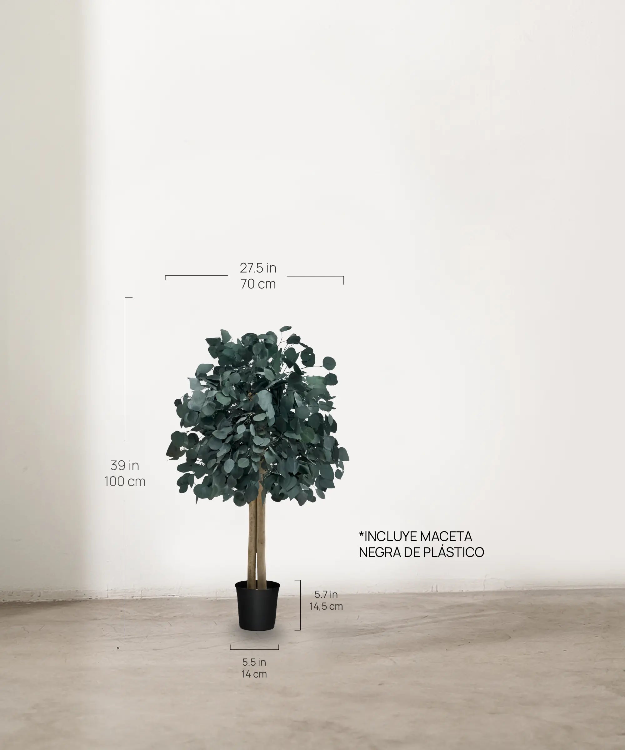 Árbol Eucalipto Preservado Round 100 cm medidas