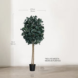 Árbol Eucalipto Preservado Round 150 cm medidas