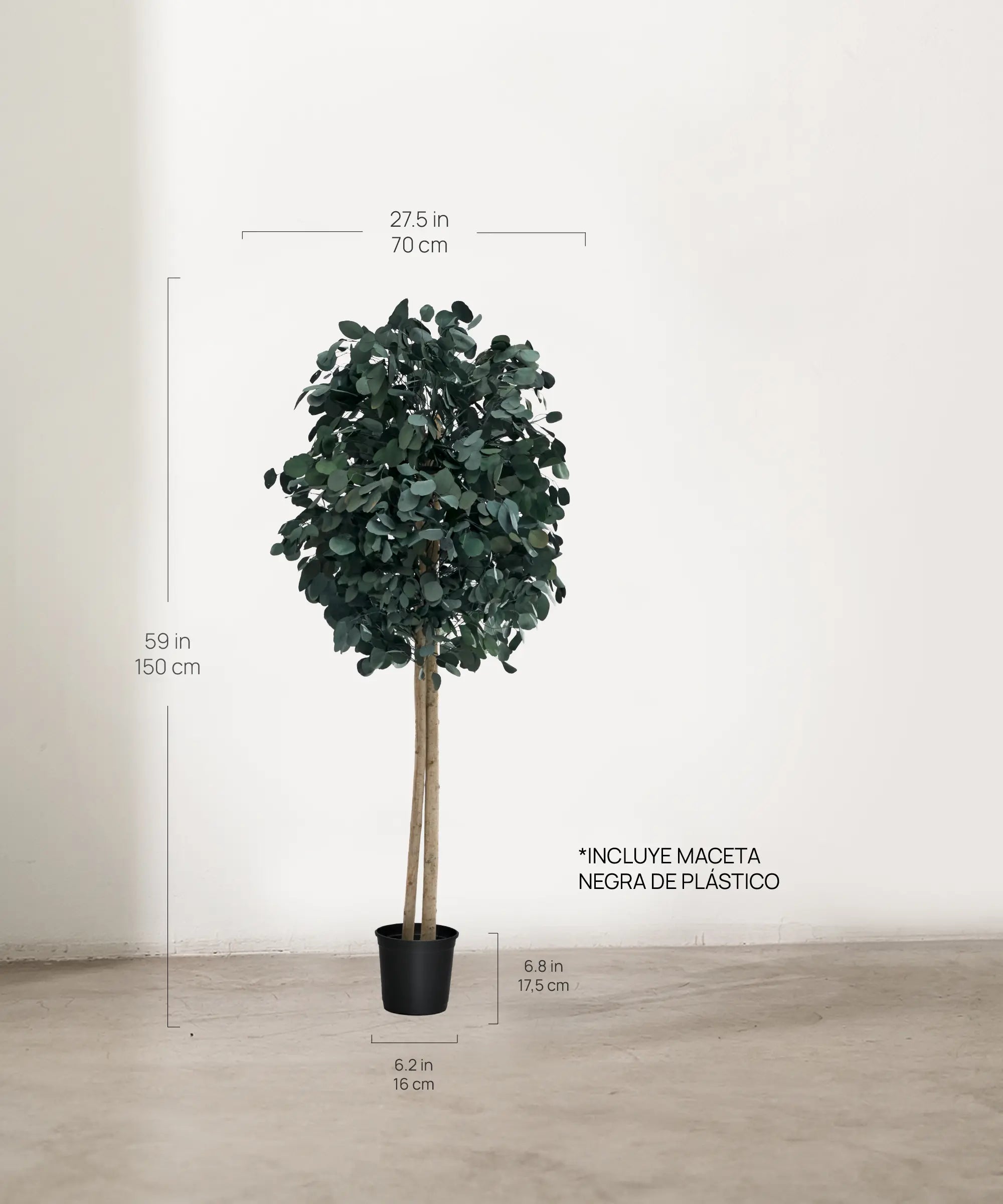 Árbol Eucalipto Preservado Round 150 cm medidas
