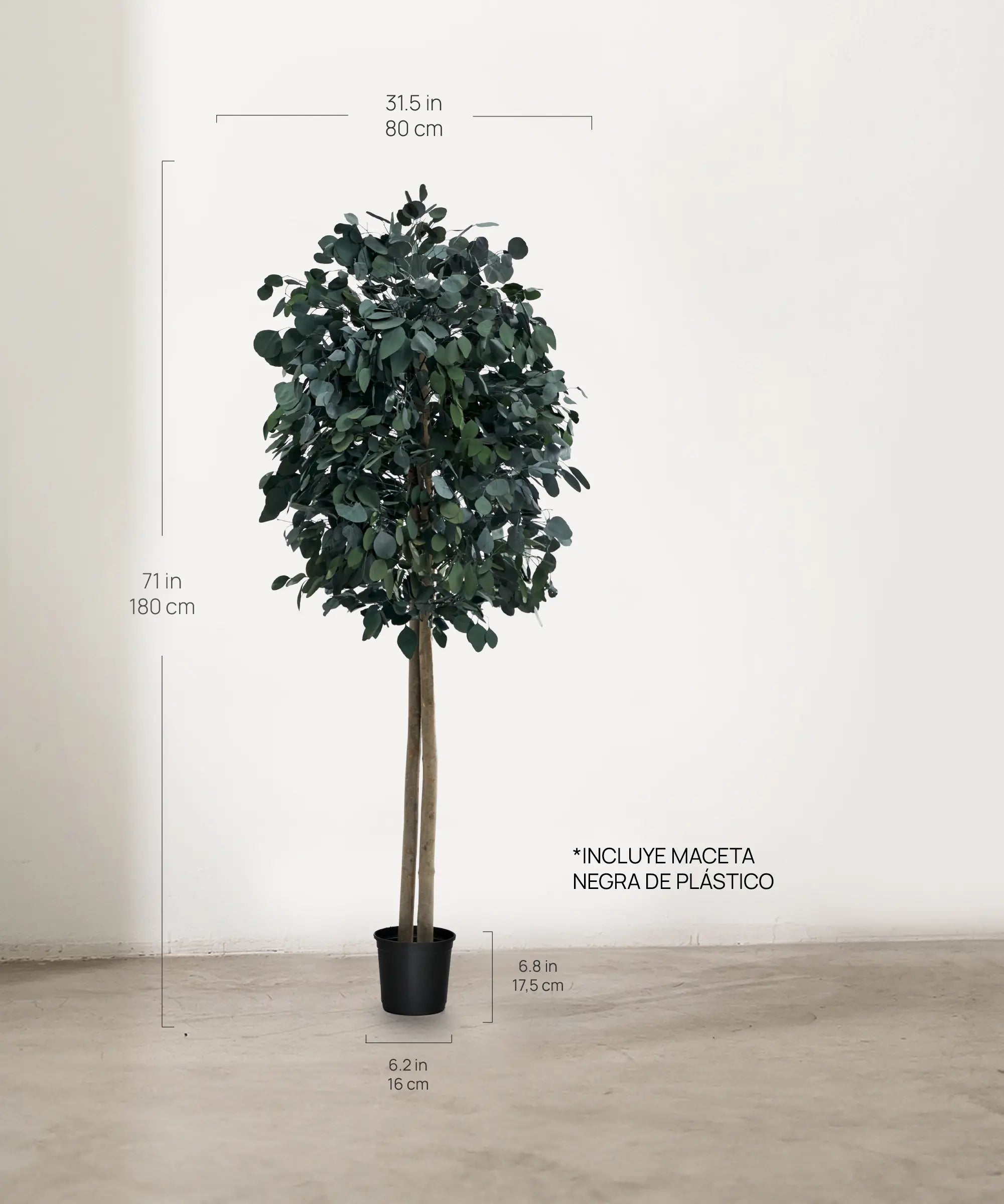 Árbol Eucalipto Preservado Round 180 cm medidas