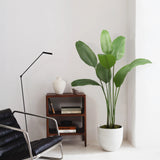 Ave del Paraiso Artificial 150 MAIA SHOP