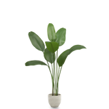 Ave del Paraiso Artificial 150 MAIA SHOP PNG