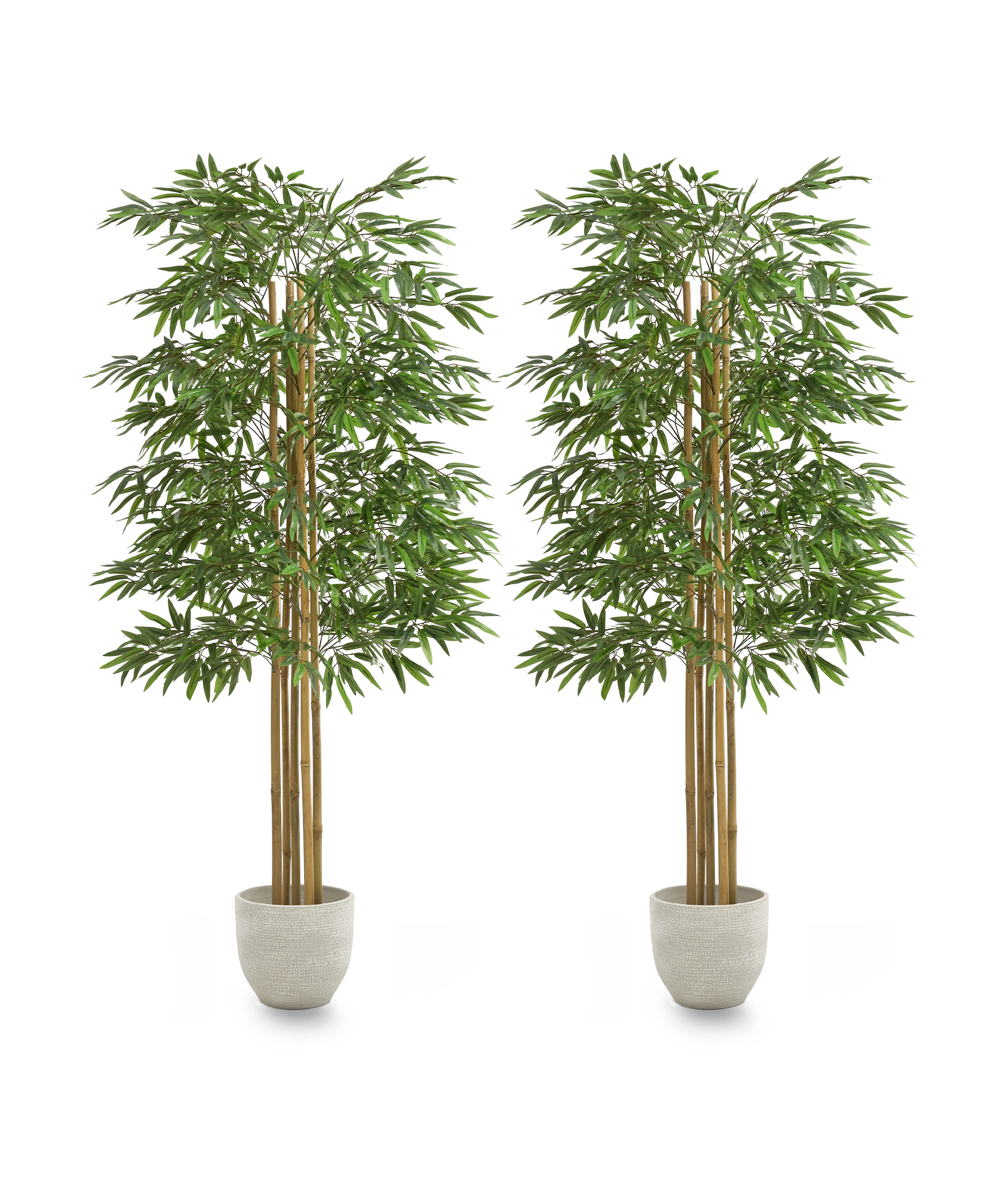 Pack Duo Bambu 180 cm MAIA SHOP
