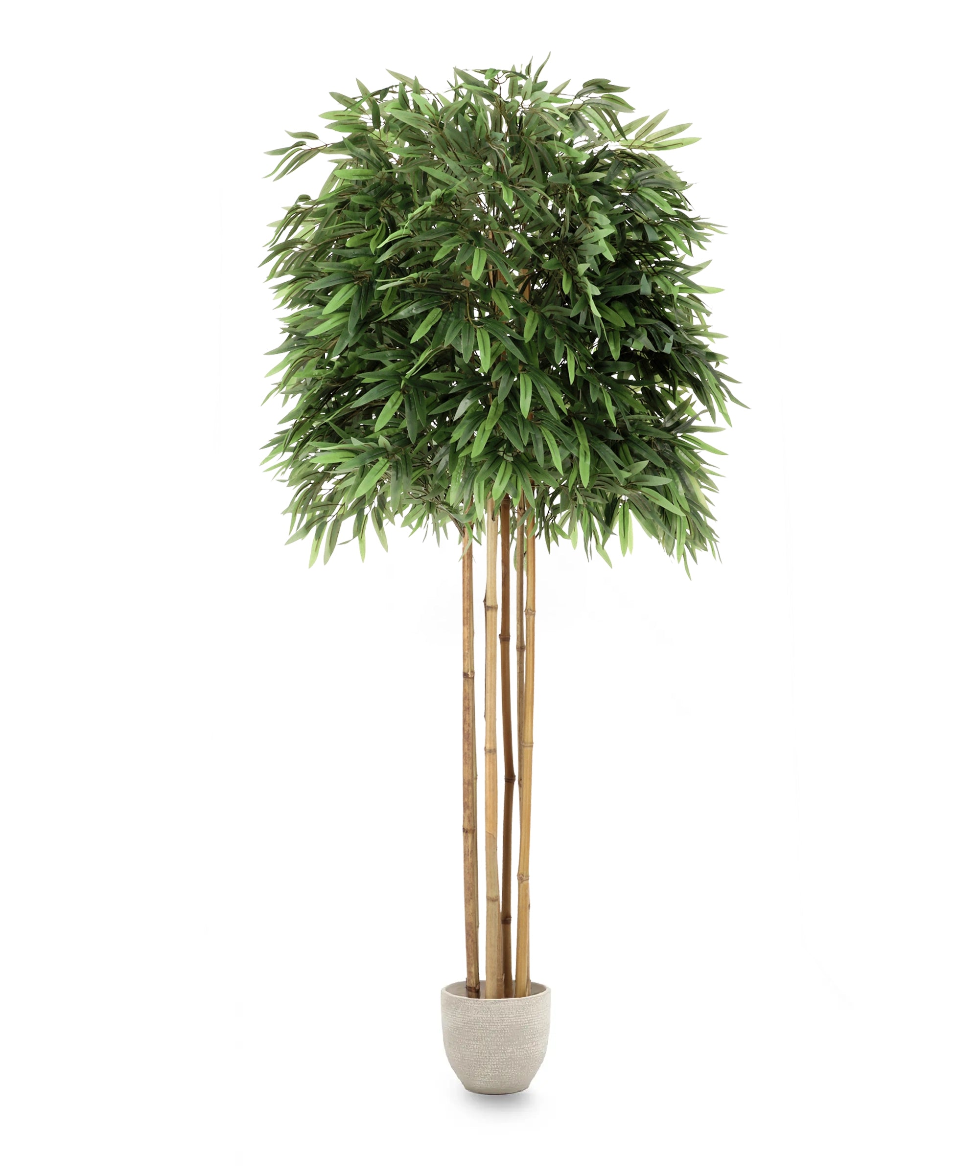 Bambú 185 cm MAIA SHOP