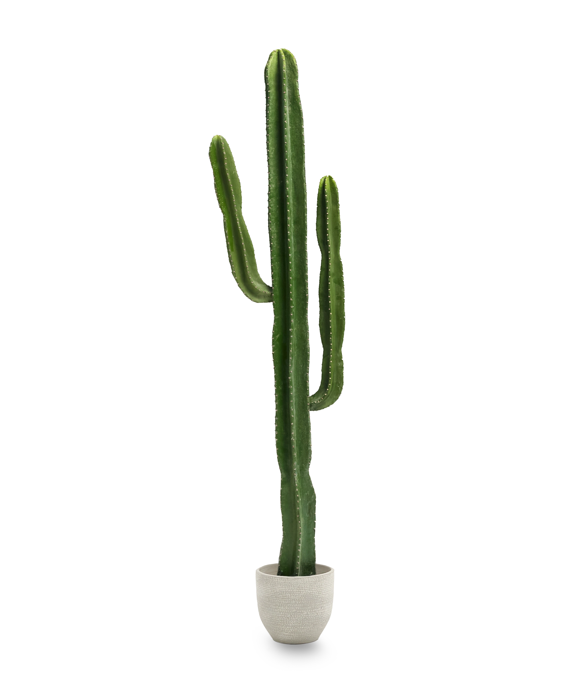 Cactus Artificial 190 MAIA SHOP PNG