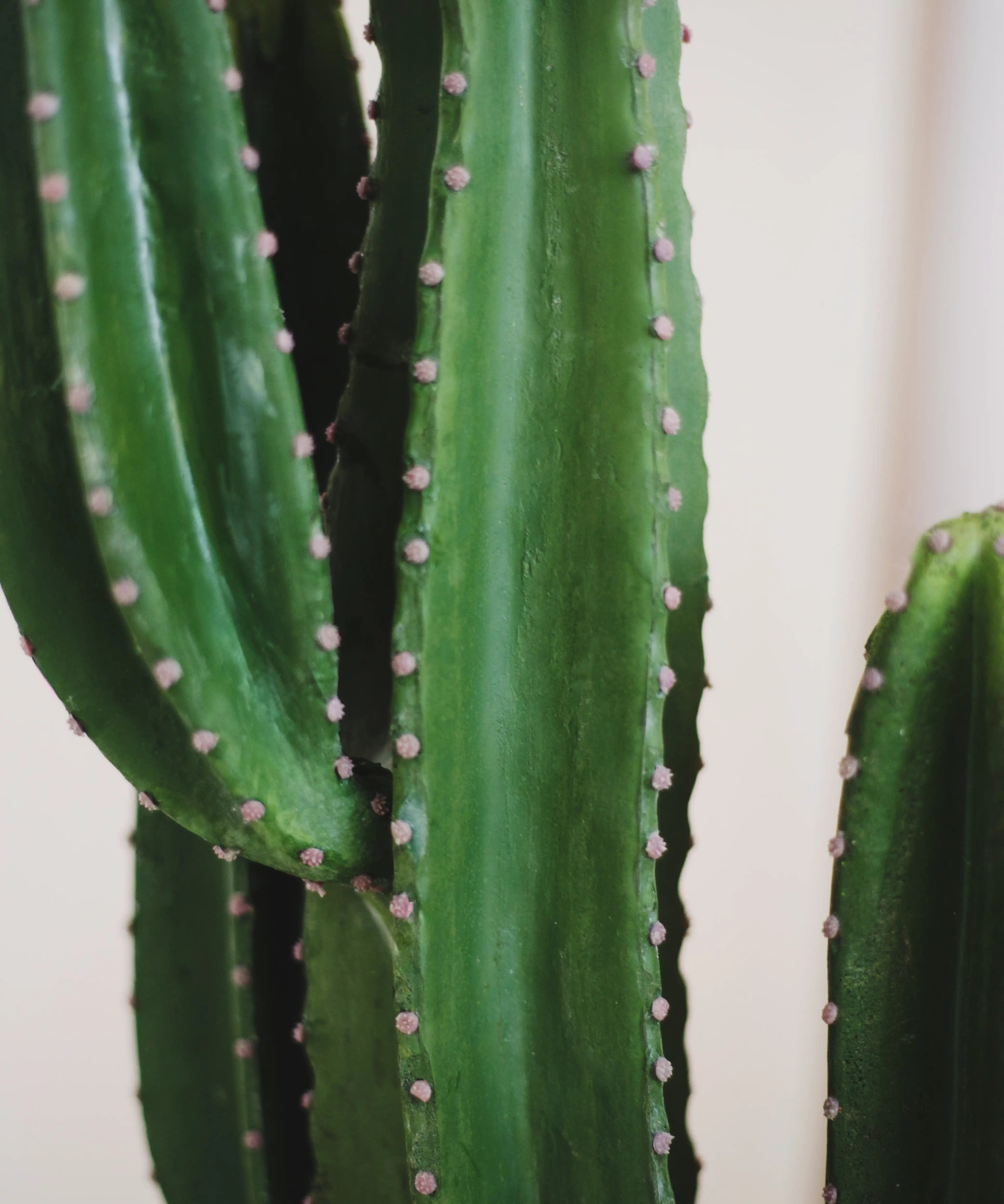 Detalle Cactus Artificial MAIA SHOP
