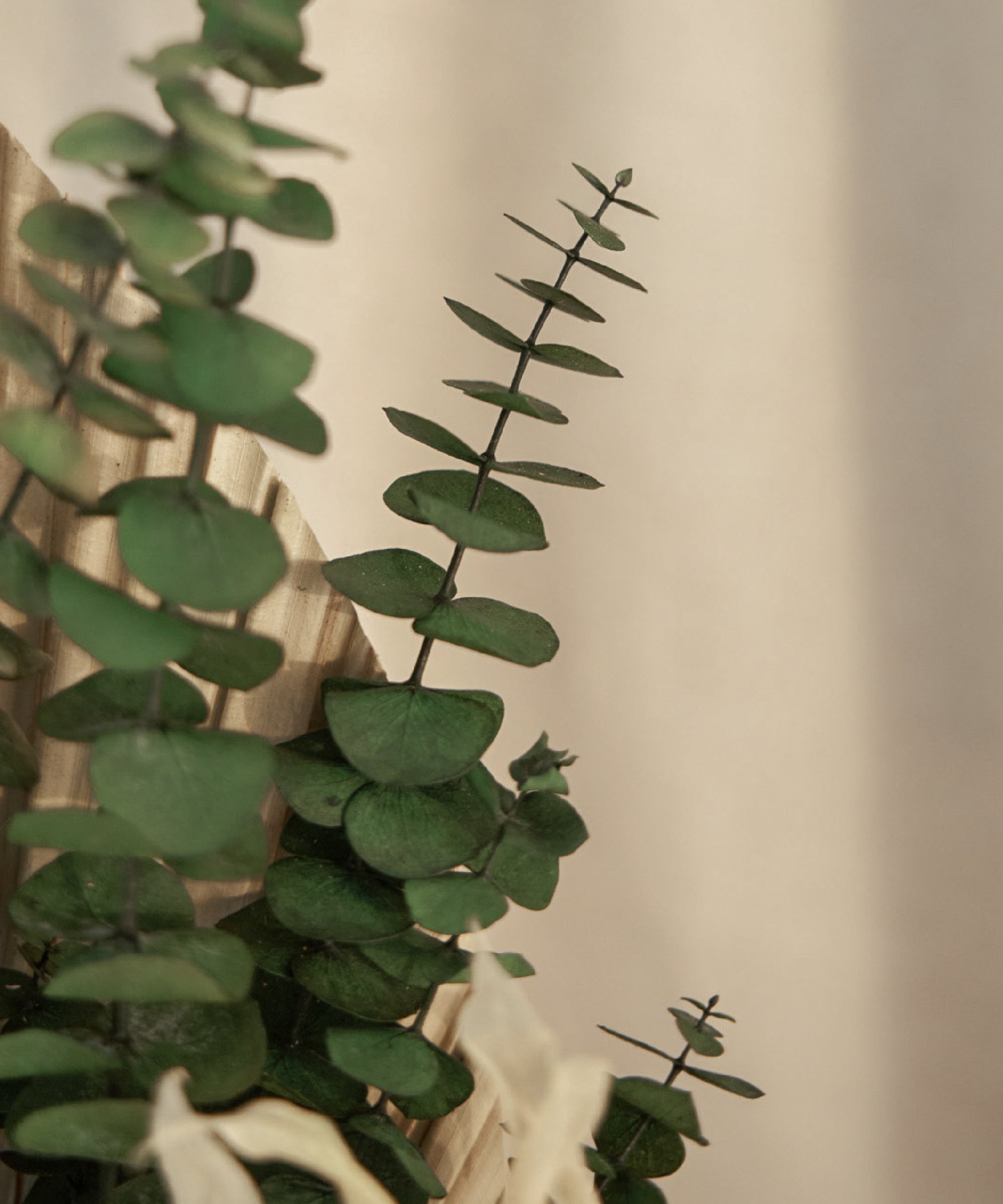 Detalle Eucalipto Ramo Preservado Nature MAIA SHOP
