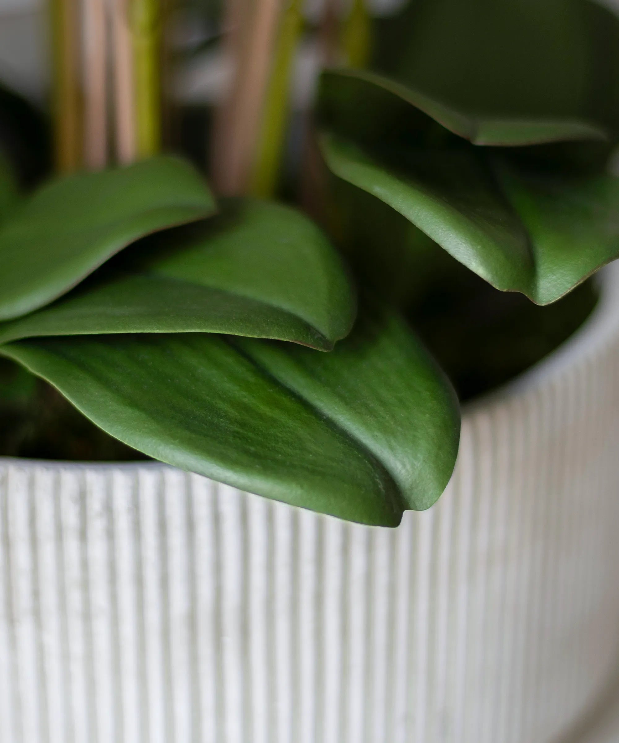 Detalle Hoja Orquidea MAIA SHOP