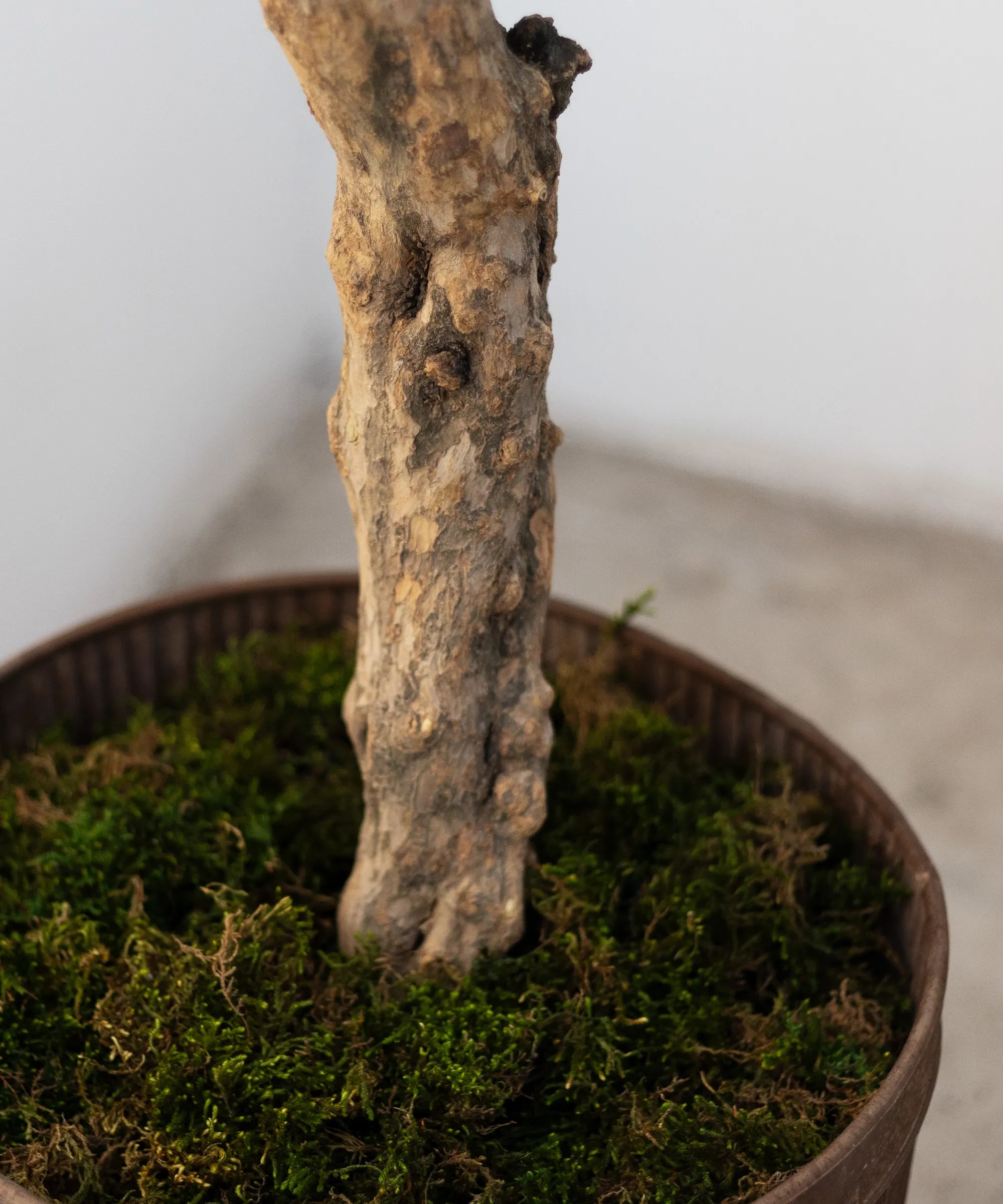 Detalle Olivo Artificial Centennial 180cm