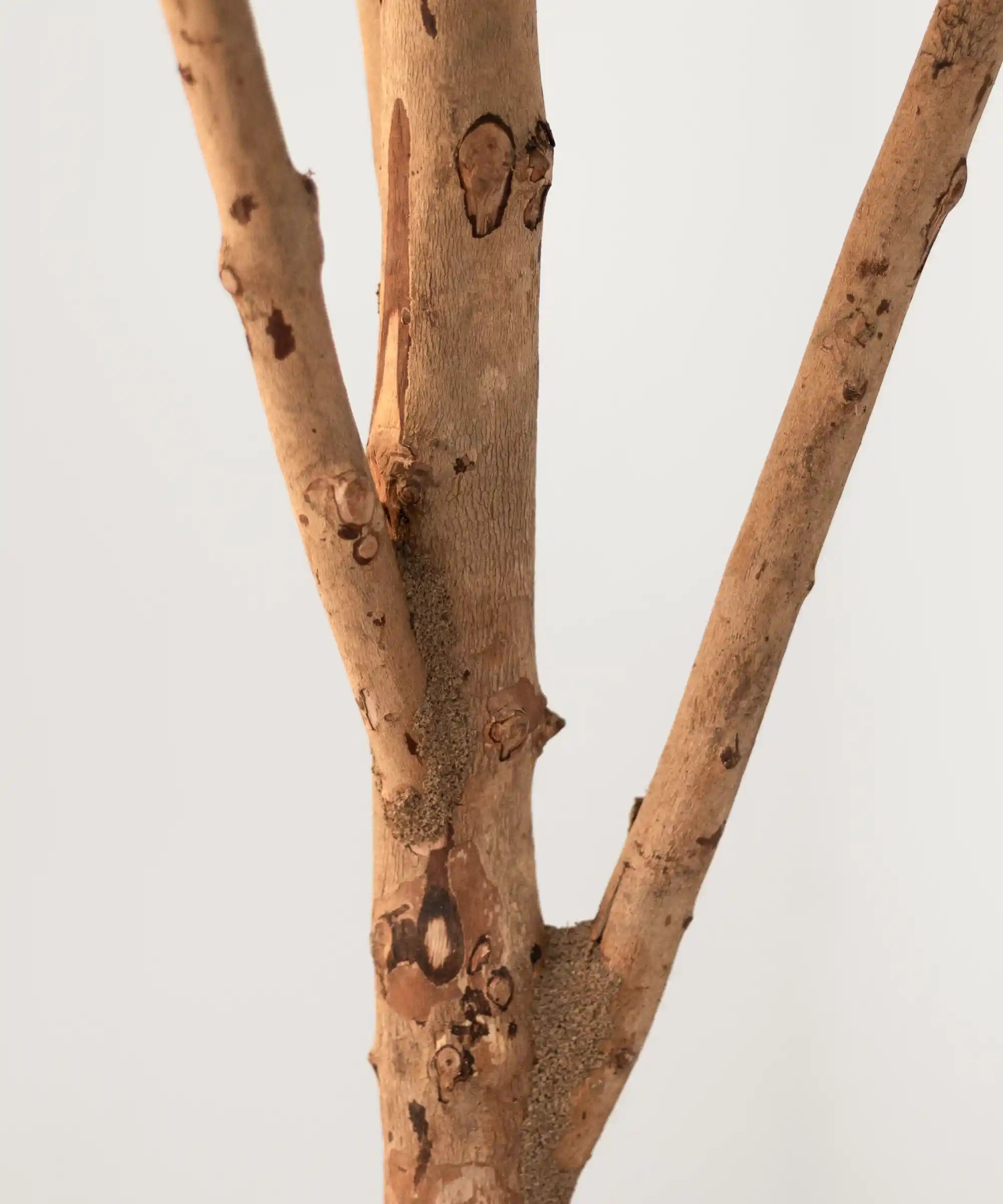 Detalle Tronco Laurel Artificial 220 cm MAIA SHOP