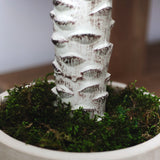 Detalle Yuca Artificial MAIA SHOP