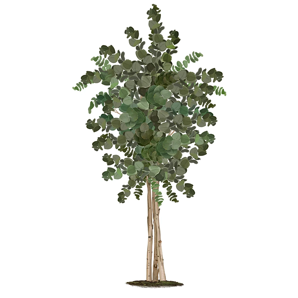 eucalipto preservado maiashop