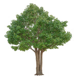 Ficus Artificial Royal 3 m – 30 m 
MAIA SHOP