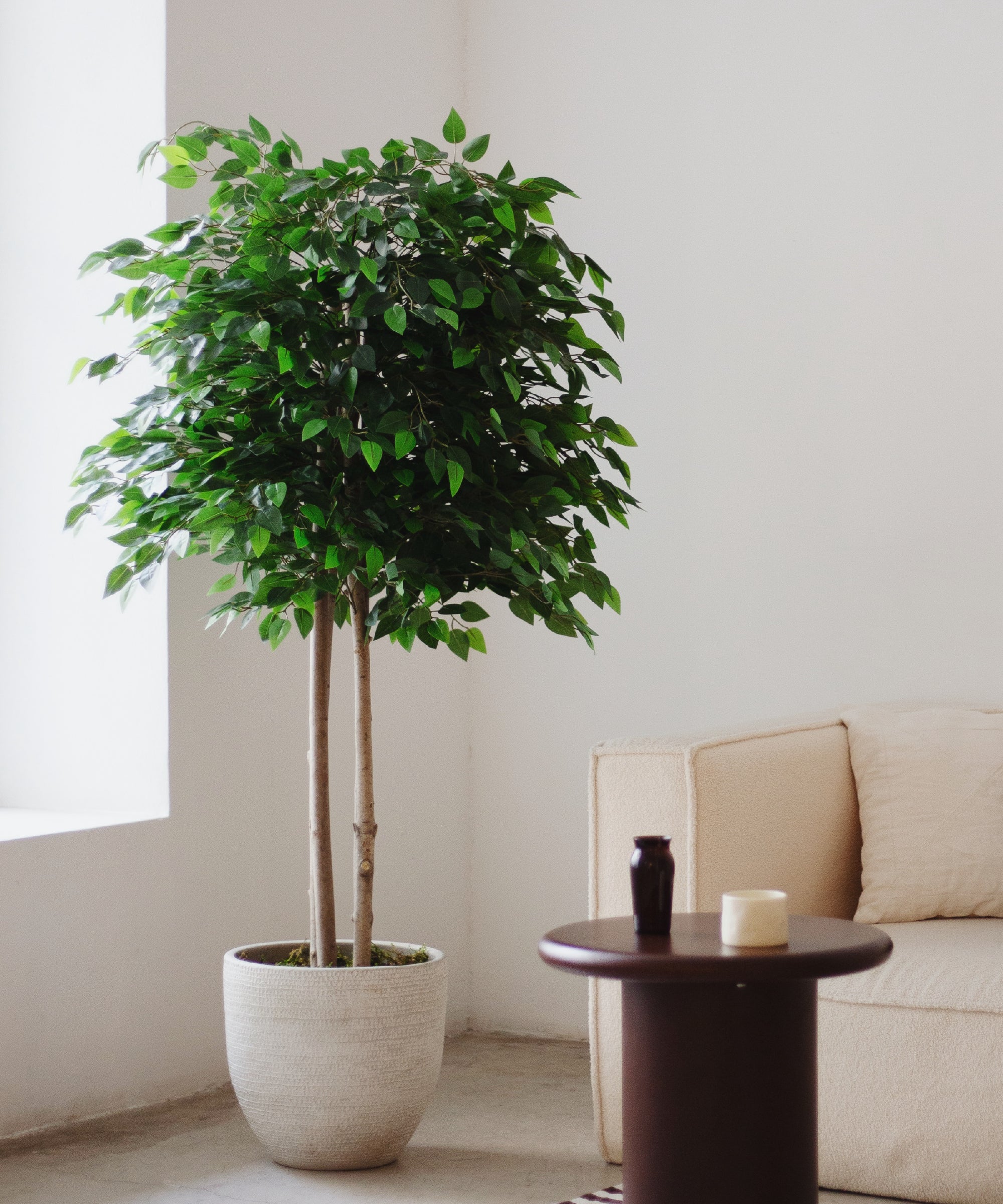 Ficus artificial 185