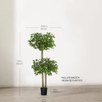 Ficus dos copas 150 cm MAIA SHOP