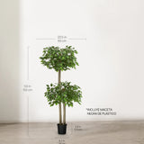 Ficus dos copas 150 cm MAIA SHOP