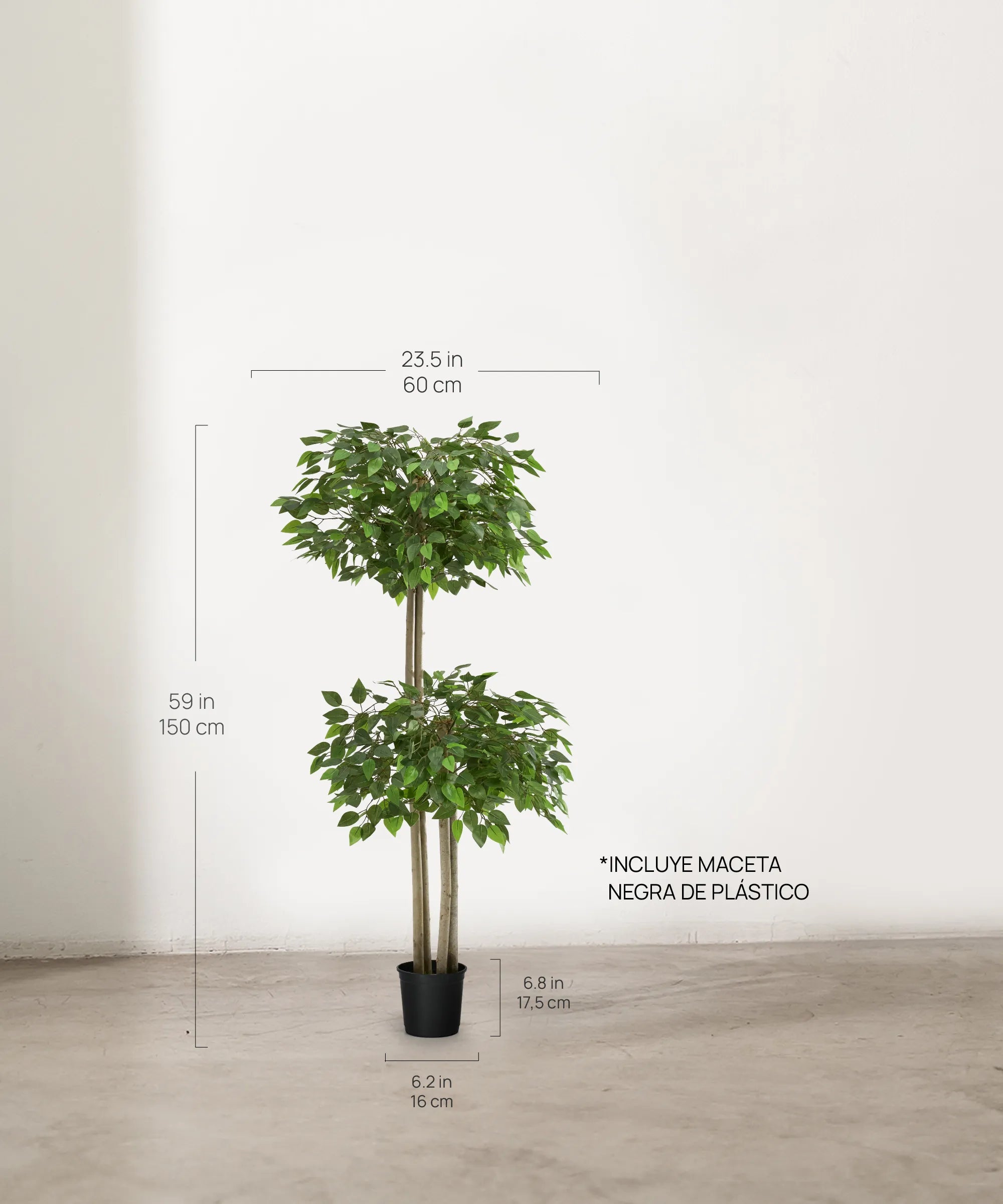 Ficus dos copas 150 cm MAIA SHOP