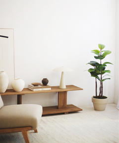 Ficus elastica 120