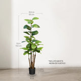 Ficus elástica 150 cm MAIA SHOP