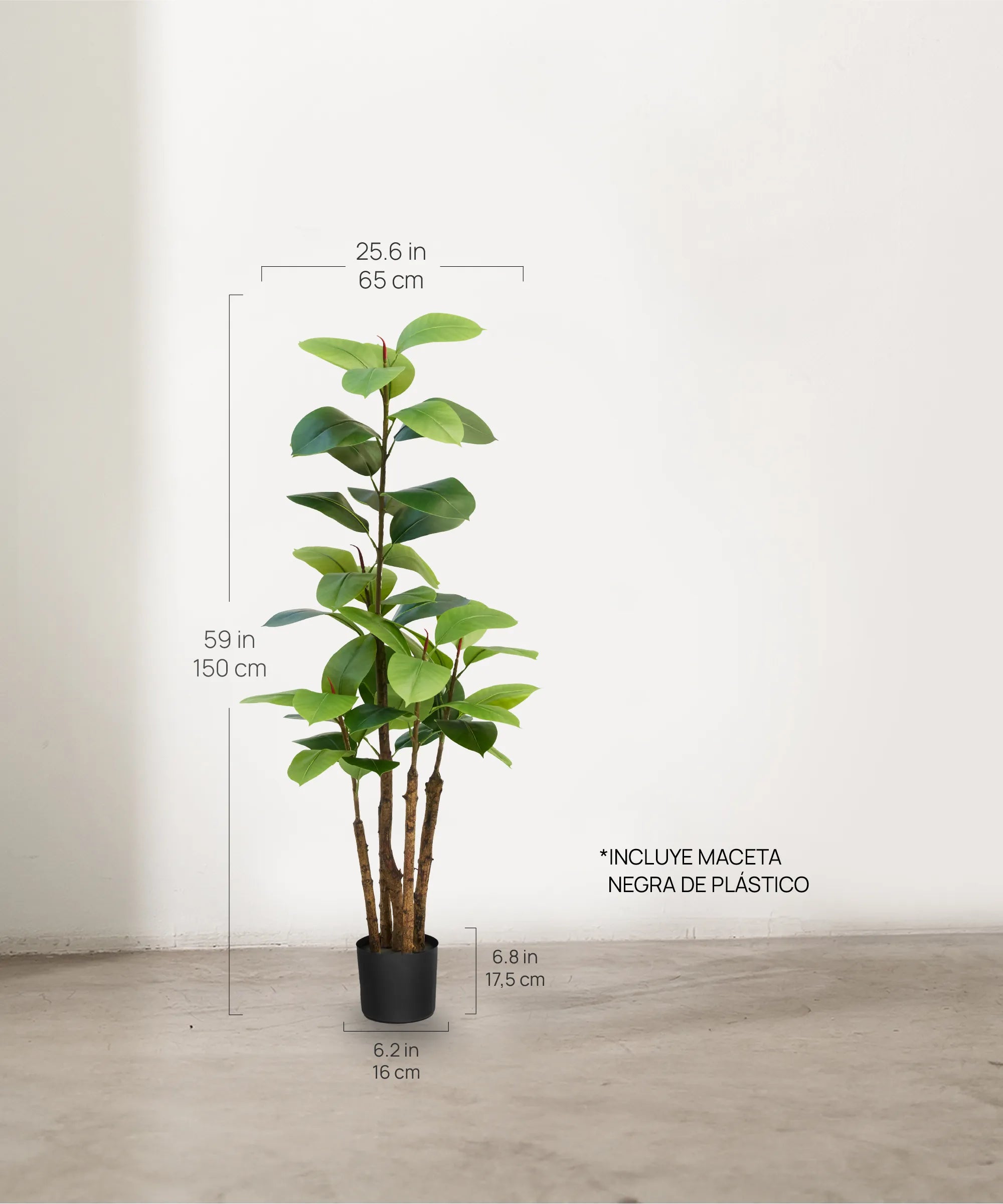 Ficus elástica 150 cm MAIA SHOP