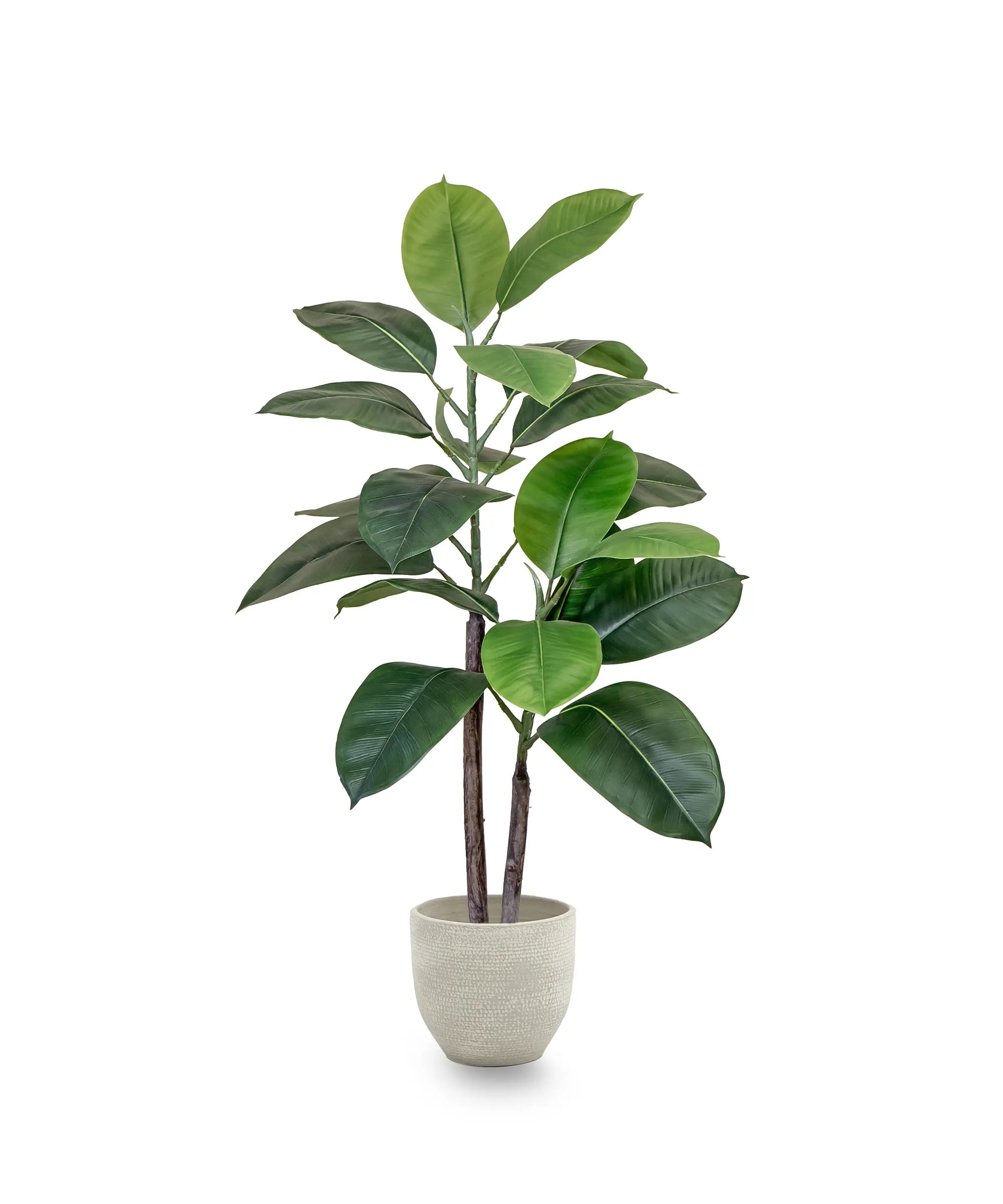 Ficus elástica 90 cm MAIA SHOP
