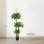 Ficus tres copas 175 cm MAIA SHOP