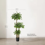Ficus tres copas 175 cm MAIA SHOP