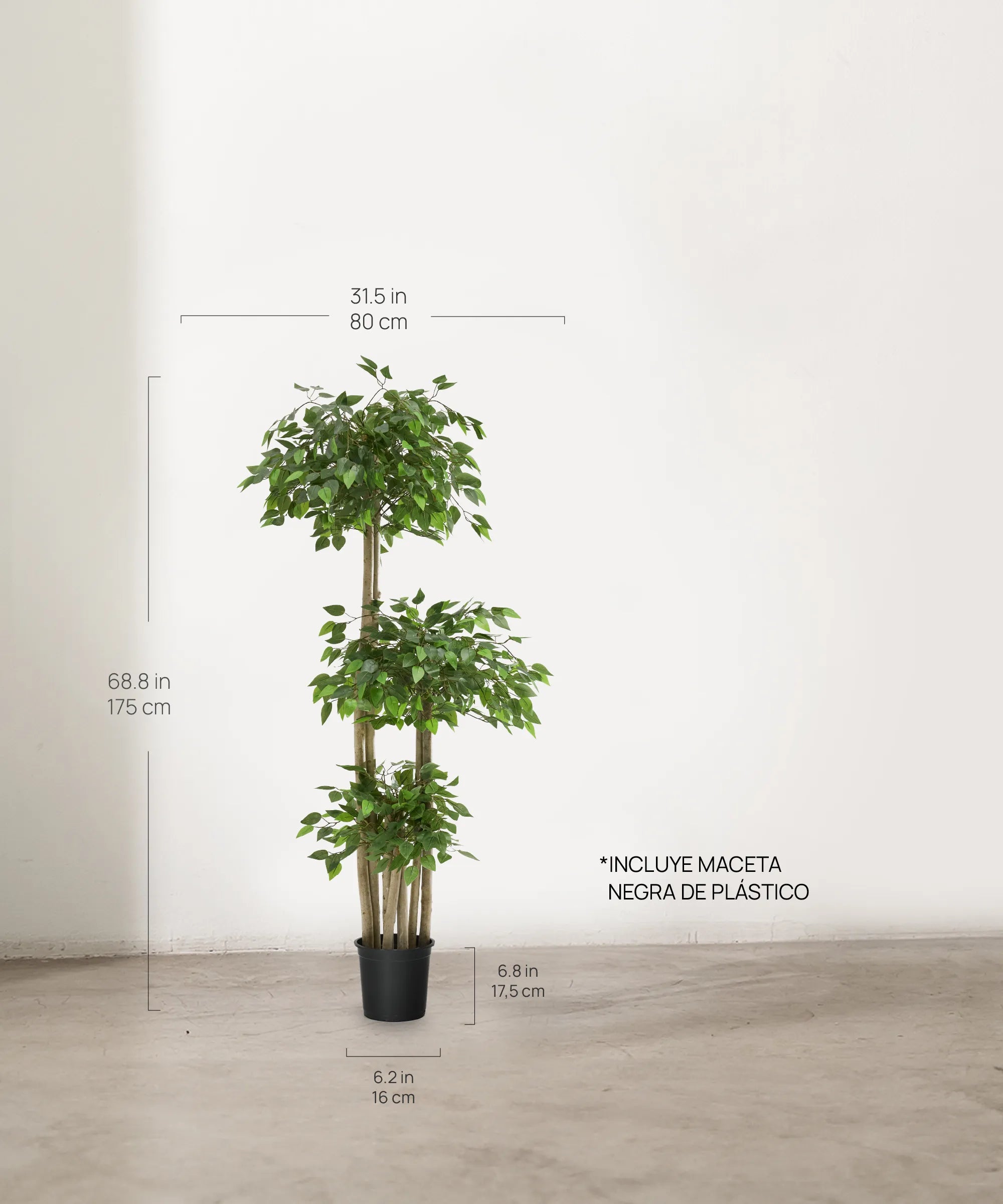 Ficus tres copas 175 cm MAIA SHOP