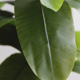 Hoja Platanera Artificial MAIA SHOP