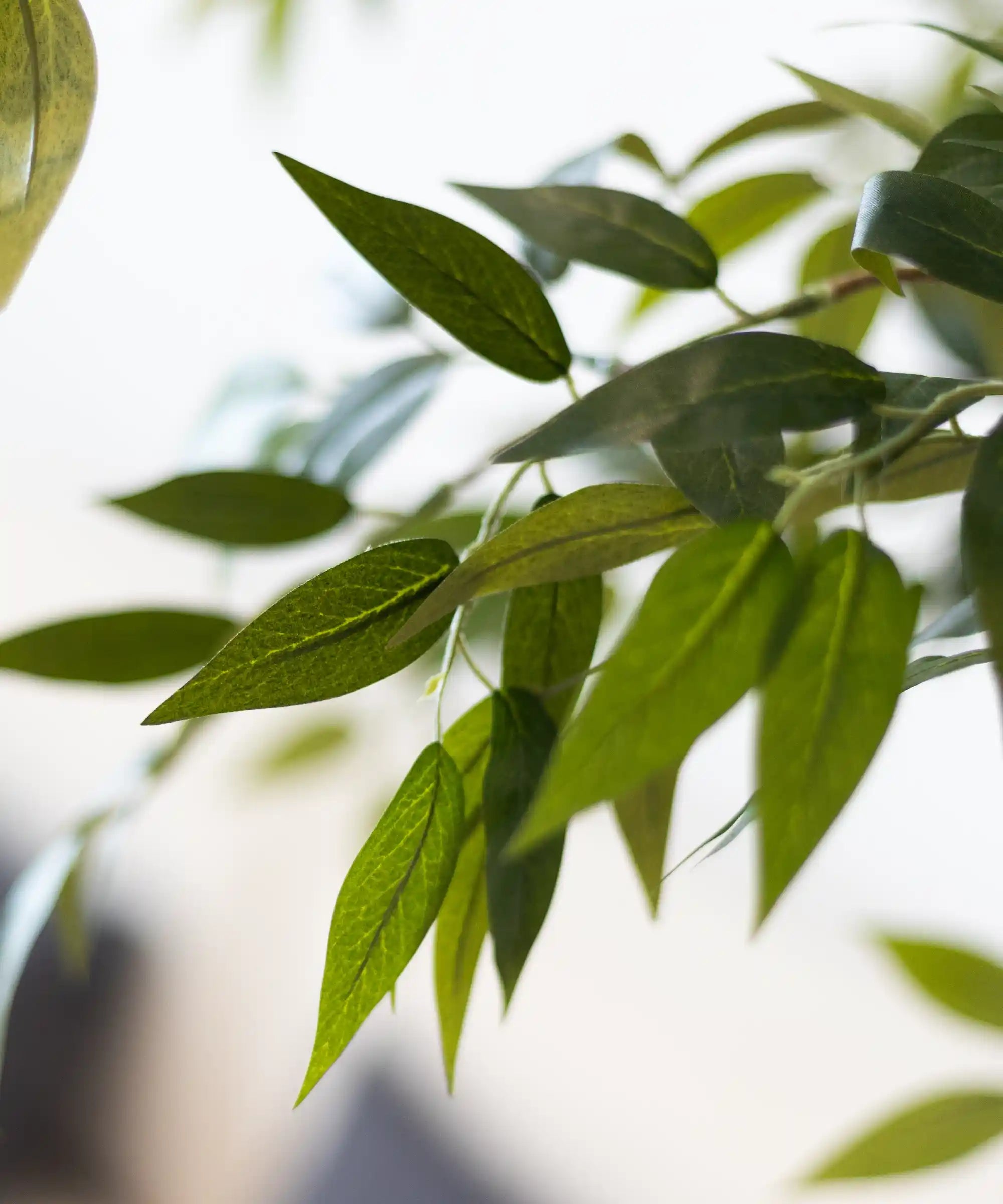 MAIA SHOP Detalle Ficus Artificial 220 cm