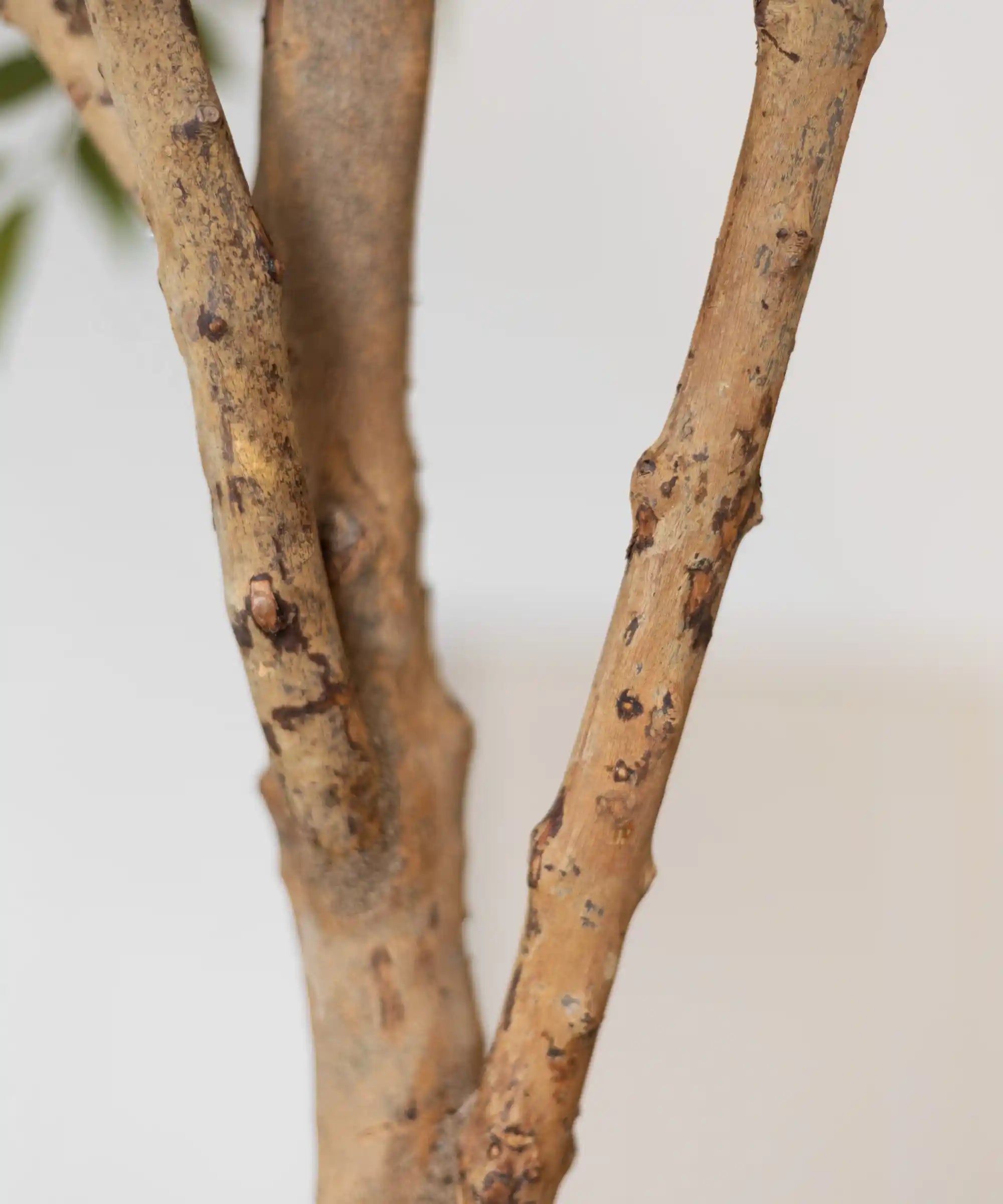 MAIA SHOP Detalle Tronco Ficus Artificial 220 cm
