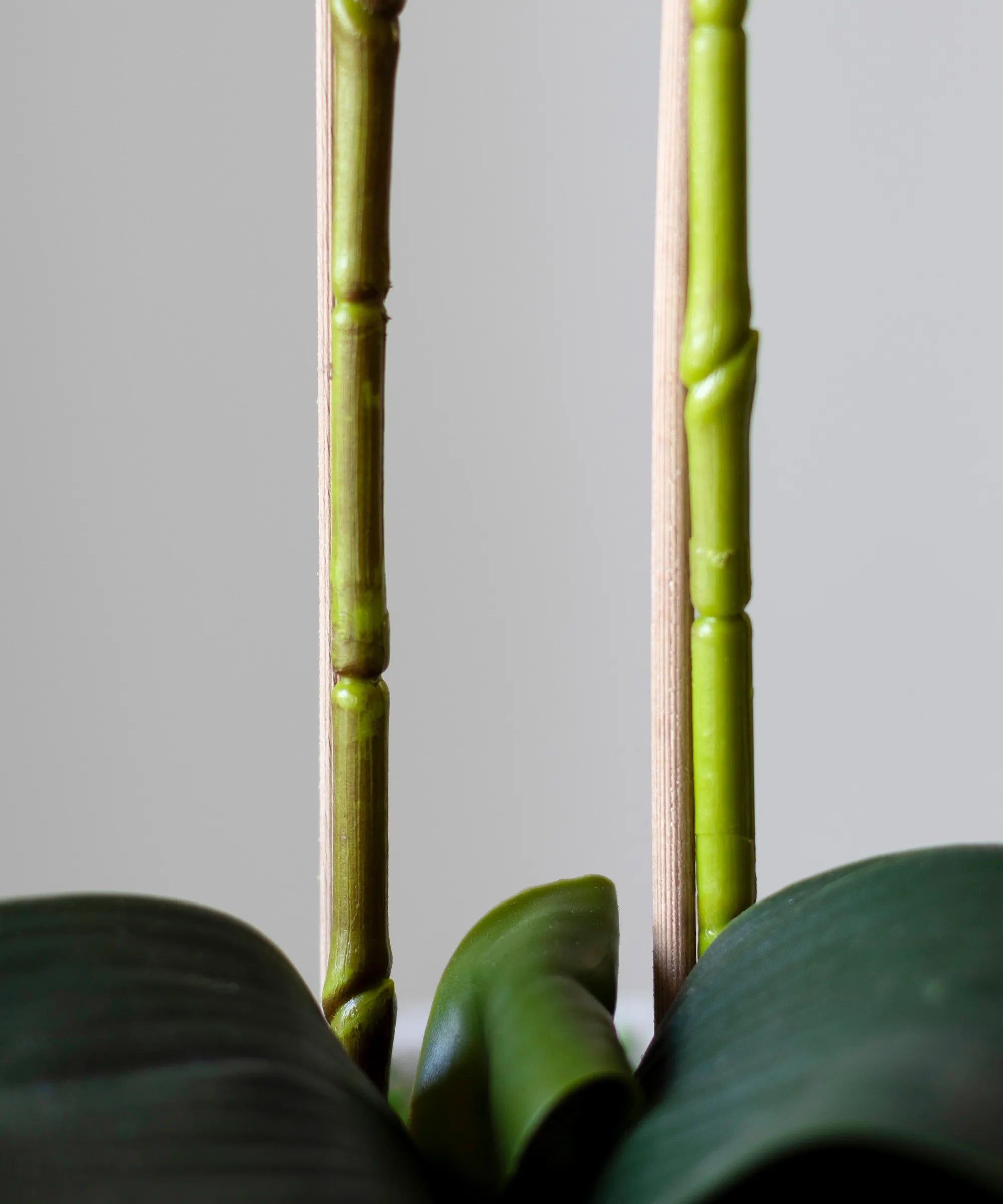 MAIA SHOP Tallo Orquidea